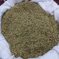 عدس تازه ارشق