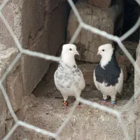کفتر. طوقی . کبوتر