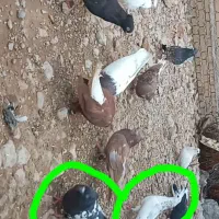 کبوتر