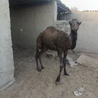 شتر جونگ|حیوانات مزرعه|زهک, |دیوار