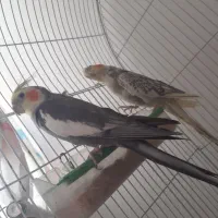 عروس هلندی سخنگو