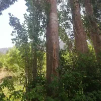 سفیدار و صنوبر 1000 عدد درخت سرپا