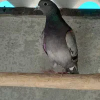 کبوتر