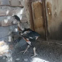 جوجه لاری
