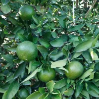 فروش نارنگی ژاپنی صادراتی در زاغمرز بهشهر