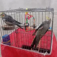 عروس هلندی مولد