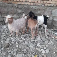 سلام سه عددبزغاله نرقمت هرسه سی وسه میلیون تومان