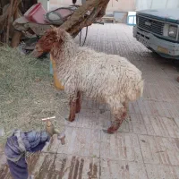 کره|حیوانات مزرعه|کرمان, |دیوار