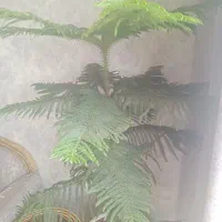 کاج مطبق قد ۲متر درحال رشد