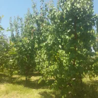باغ-میوه-دراربطان