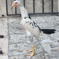 جوجه لاری اوشامو