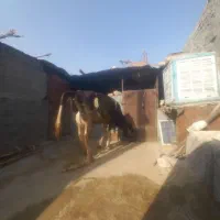 گاو هلشتاین اول شکم