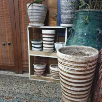 گلدان با گل همیشه سبز