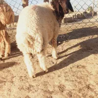 بره نر چاق چاق ۶ماهه کمرپر
