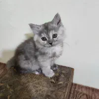 بچه گربه پرشین