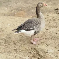 غاز نر و ماده