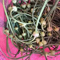 فروش گل سیر