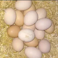 تخم مرغ محلی نطفه دار