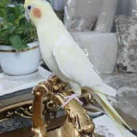 عروس هلندی ماده لوتینو بالغ زعفرانی دستی