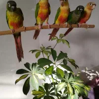 جوجه گیرینچیک های دون خور (کاملا مستقل و سلامت)
