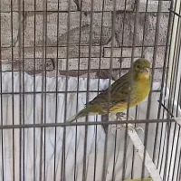 سره قناری گلبسر پرنده