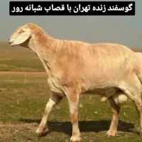 گوسفند زنده با ترازو در محل