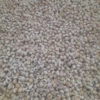 انجیر استهبان