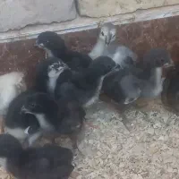 جوجه لاری ۱۳ روزه درجه یک