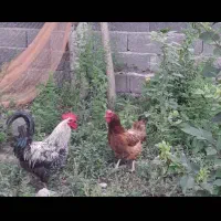 مرغ وخروس