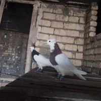 طوقی