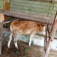 گوساله سپینتال اصل
