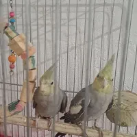 معاوضه عروس هلندی باکبوتر