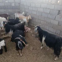 بز  ابستن کردی درجه یک