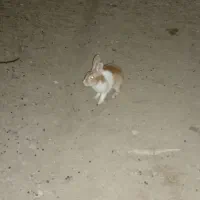 تعدادی خرگوش