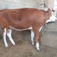 گوساله گاو تلیسه
