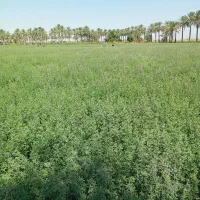 10هکتار یونجه آماده برش