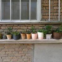 گل های بسیار زیبا و سرحال
