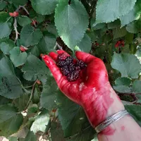شاه توت تازه