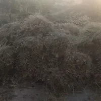 علف خشک