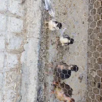 جوجه گلین و جوجه گردن لختی