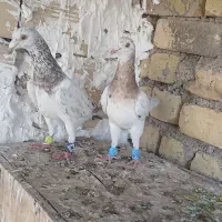 کبوتر هفرنگ