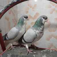 راست سبز