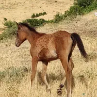فروشی|اسب و تجهیزات اسب‌سواری|مهاباد (آذربایجان غربی), |دیوار