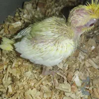 جوجه عروس هلندی سرلاکی و نرمه خور