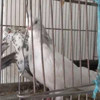 کبوتر چشم نوک پنجه سفید