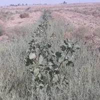 زمین کشاورزی با نهال پسته