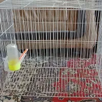 قفس پرنده (فروش فوری+تخفیف)