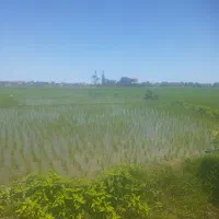 فروش-زمین
