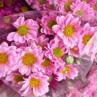 گل طبیعی|گل و گیاه طبیعی|اهواز, کوی مهدیس|دیوار