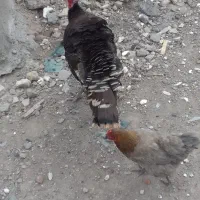 بوقلمون نر  ۱ ساله سالم و سرحال